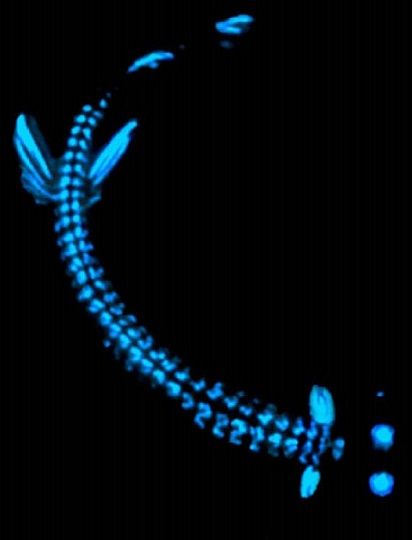 Deep Sea Dragonfish bioluminescence Marianas Trench Ocean, Glowing Sea Creatures, Ocean Bioluminescence, Deep Sea Bioluminescence, Deep Sea Creatures Aesthetic, Bioluminescence Animals, Bioluminescent Aesthetic, Bioluminescence Mermaid, Bioluminescent Creatures