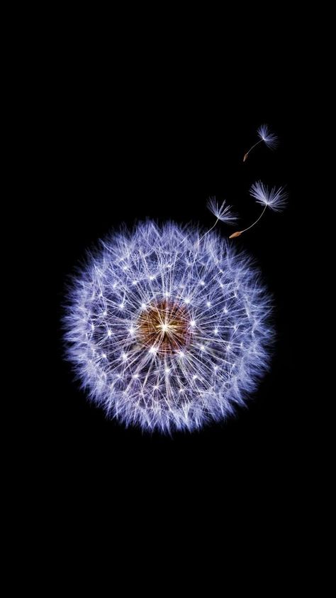 Samsung Wallpaper Android, Dandelion Wallpaper, Best Flower Pictures, Dandelion Art, Dark Wallpapers, Space Phone Wallpaper, Iphone Lockscreen Wallpaper, Hd Wallpaper Iphone, Lovely Flowers Wallpaper