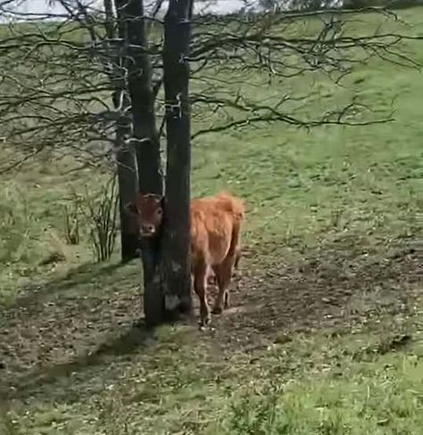 Cow With Head Stuck In Tree Is So Happy Someone Stopped To Save Him - The Dodo Cow Meme, Cursed Pictures, Small Cow, Fluffy Cows, Moo Moo, Funny Cow, Baby Cow, Baby Cows, Holy Cow