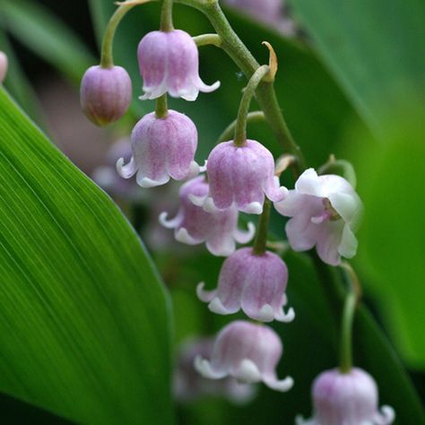 Find Convallaria rosea Pink Lily-of-the-Valley at Sugar Creek Gardens. Winter Shrubs, Lily Of The Valley Flowers, Valley Flowers, Shade Perennials, Winter Plants, Easy Care Plants, Spring Plants, Rose Vintage, Pretty Plants