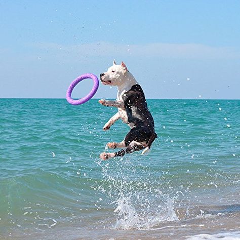 Puller Standard Two Rings not just toy for dogs Active toy for dogs Fitness toys for dogs Ideal for medium and large breeds Dog * Check this awesome product by going to the link at the image. (This is an affiliate link) #dogflyingdiscs Dog Flying, Fitness Toys, Toys For Dogs, Active Dogs, Flying Discs, Active Toys, Two Rings, Good Bones, Dog Activities