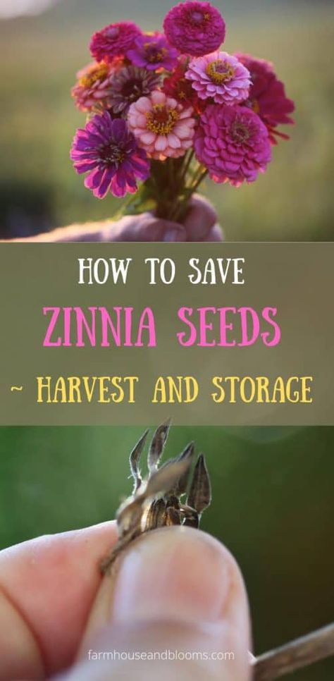 Growing Zinnias From Seed, Planting Flowers From Seeds, Saving Seeds, Zinnia Seeds, Zinnia Garden, Cut Flower Farm, Seed Storage, Fall Activity, Zinnia Flowers