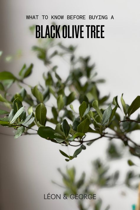 Learn all about the Black Olive Tree, from light requirements to watering needs, and bring this elegant, airy houseplant into your home. #bucidabuceras #mediterranean Black Olive Tree Indoor, Olive Tree Bonsai, Olive Tree Care, Black Olive Tree, Plant Care Tips, Shady Lady, Backyard Pools, Shade Trees, Top Soil