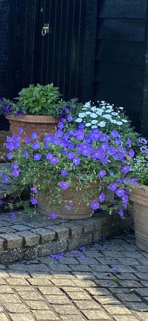 Hardy Geraniums | Long flowering geraniums like Azure Rush, Rozanne etc make great candidates for pots instead of bedding | Facebook Rozanne Geranium, They Will Come Back, Geranium Rozanne, Hardy Geranium, Flowers And Garden, Window Boxes, Geraniums, Container Gardening, Perennials