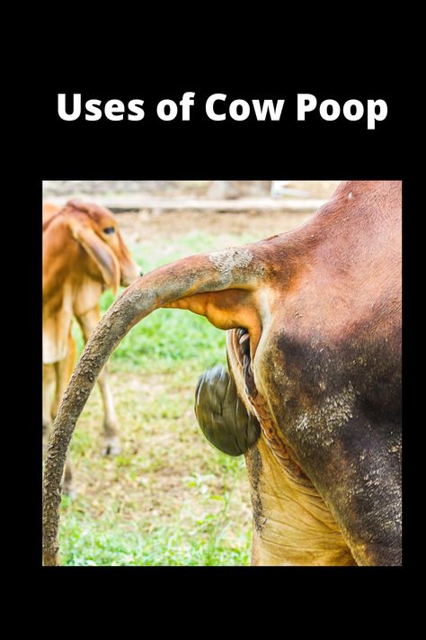 Cow Enrichment, Cow Farm Ideas, Academic Victim, Cow Tipping, Soil Science, Anaerobic Digestion, Animal Report, Cow Pasture, Cow Manure