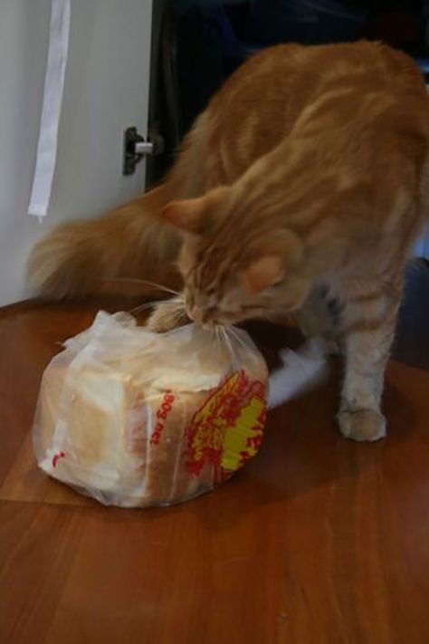 Tumblr User Explain Why Cats Are Obsessed With Eating Bread Cat Eating Bread, Bread Meme, Cat Bread, Cat Eating, Tumblr Users, Baked Bread, Human Food, Wild Creatures, Cats Love