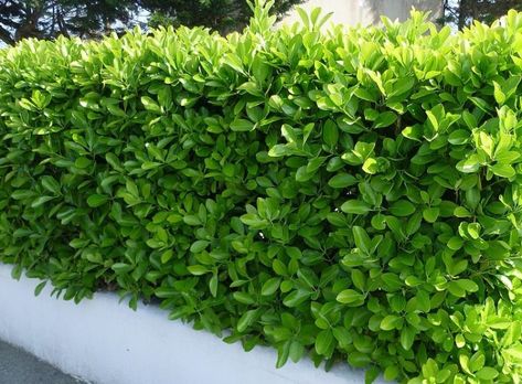 Evergreen Shrubs For Privacy, Fast Growing Privacy Shrubs, Euonymus Japonicus, Privacy Hedges, Fast Growing Hedge, Shrubs For Privacy, Types Of Shrubs, Leyland Cypress, Fast Growing Evergreens