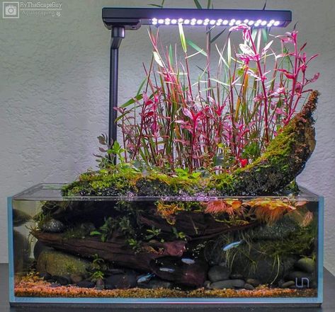 Shallow Aquascape, Aqua Terrarium, Reef Aquascaping, Closed Terrarium Plants, Aqua Scape, Biotope Aquarium, Turtle Aquarium, Aquascape Ideas, Tank Terrarium