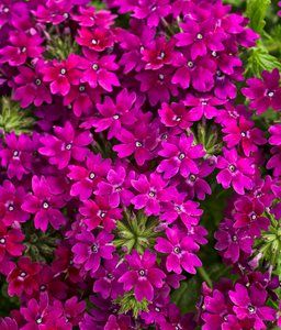 Deer Resistant Landscaping, Verbena Plant, Proven Winners Perennials, Deer Resistant Flowers, Deer Resistant Garden, Deer Proof, Deer Resistant Plants, Plum Wine, Plum Flowers