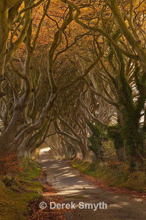 This beautiful avenue of beech trees known as the “Dark Hedges” was planted in the 18th century by the Stuart family as a landscape feature on the approach to their house in County Antrim. It is a popular tourist attraction on the Bregagh Road near the village of Stranocum.  Locally it is said to be haunted by the “Grey Lady,” a ghost who appears to pass by the trees at dusk and disappears as she passes the last tree. Northern Lights Hotel, The Dark Hedges, Future Painting, What Dreams May Come, Tree Tunnel, Dark Hedges, Ivy House, Awesome Places, Landscape Features