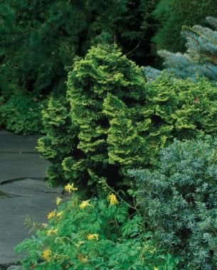 Conifers For Shade, Small Garden Shrubs, False Cypress, Conifer Garden, Evergreens For Shade, Arbor Garden, Twisted Branches, Chamaecyparis Obtusa, Evergreen Landscape