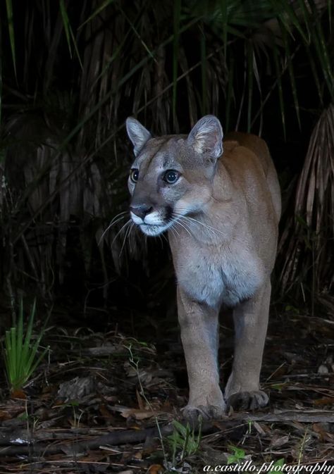 Florida Panther Tattoo, Panther Photo, Flow 2000, Florida Panther, Panther Tattoo, Oc Inspiration, Florida Panthers, Zoology, Reference Images