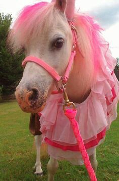 Retro Things, Tout Rose, Horse Costumes, Pink Things, I Believe In Pink, Mini Horse, Pony Party, Pink Life, Pink Animals