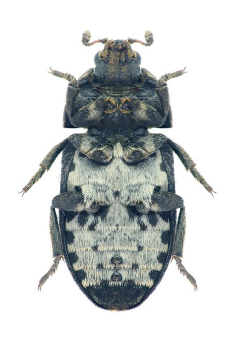 Download Beetle Dermestes Laniarius (underside) Stock Image - Image: 42820341 Beetle Underside, Garden Snails, Snails In Garden, Arachnids, Ap Art, Front View, Beautiful Butterflies, Bugs, Insects