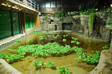 Croc Pool - Toledo Zoo Planet Zoo Enclosure, Planet Zoo Reptile House, Tropical Snake Enclosure, Planet Zoo Aquatic Habitat, Reptile Zoo Exhibit, Turtle Enclosure, Crocodile Skink Vivarium, Big Tortoise, Indoor Pond