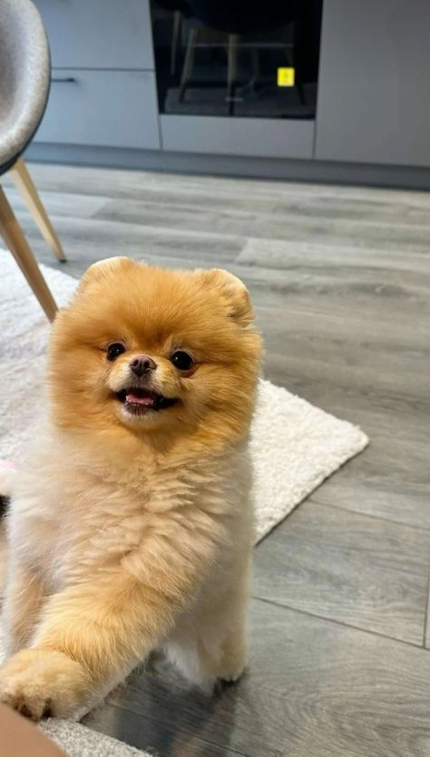 Small Pomeranian Puppies, Pomchi Dogs, Dog Tweets, Dogs Pomeranian, Spitz Puppy, Spitz Pomeranian, Pomeranian Spitz, Animals Rescue, Terrifying Stories