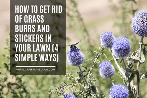 How to Get Rid of Grass Burrs and Stickers in Your Yard Zoysia Grass, Best Lawn Mower, Lawn Care Business, Weeds In Lawn, Plant Tissue, Healthy Lawn, Lawn Equipment, Soil Ph, Lawn Care