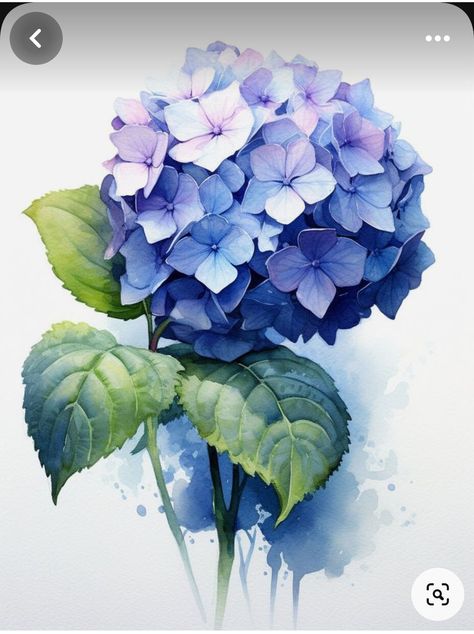 Hydrangea Digital Art, Blue Hydrangea Drawing, Flower Watercolour Painting, Hydrangea Flower Drawing, Draw Hydrangea, Blue Flowers Drawing, Hydrangea Drawing, Watercolour Hydrangea, Blue Flower Illustration