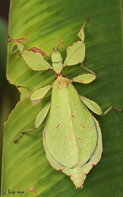 Small Lamphun leaf insect / Wood-Mason’s leaf insect by bug eye, Thailand, via Flickr Leaf Insect, Stick Insect, Cool Insects, Kingdom Animalia, Cool Bugs, A Bug's Life, Beautiful Bugs, Arthropods, Creepy Crawlies