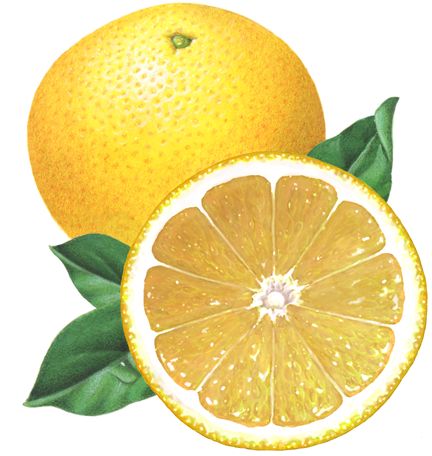 Whole yellow grapefruit with a straight on view of a cut grapefruit half and leaves Buah Lemon, Vegetable Illustration, Fruits Drawing, Lemon Art, Lemon Fruit, Fruit Picture, Watercolor Fruit, Lemon Decor, Beautiful Fruits