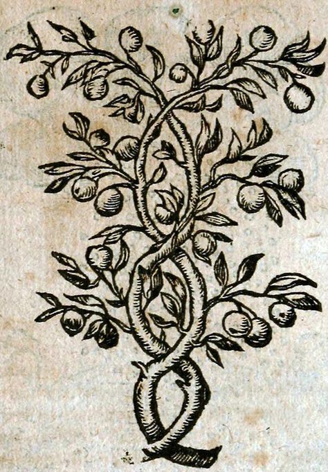 Claude Paradin - Symbola heroica m. Clavdii... Claude Paradin, Woodcut Tattoo, Medieval Tattoo, Medieval Drawings, Engraving Illustration, Botanical Tattoo, Occult Art, Desenho Tattoo, Visual Culture