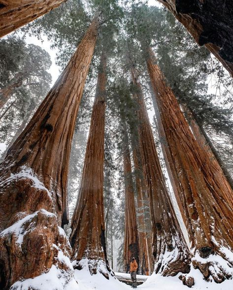 Department of the Interior on Instagram: “Time spent among the giants at Sequoia and Kings Canyon National Parks in #California gives us moments of awe. This dramatic landscape…” National Parks In California, Dramatic Landscape, Sequoia Tree, Kings Canyon National Park, Redwood Forest, Kings Canyon, Old Trees, The Giants, Forest Creatures