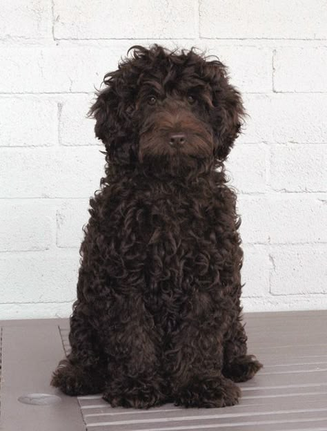 Portuguese Water dog Chocolate Doodle, Portugese Water Dogs, Spanish Water Dog, Portuguese Water Dog, Hypoallergenic Dogs, Dog Information, Water Dog, Appaloosa, Quarter Horse