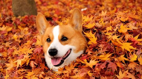 5 Reasons We're All Excited For Fall @odysseypins #theOdyssey Corgi Dog, A Dog