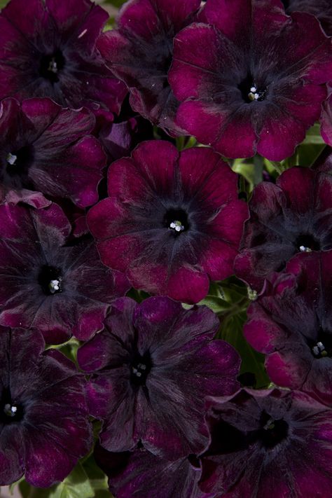 Petunia 'Good & Plenty® Nightlife'  #NEW #2016 #petunia #goodplenty #nightlife #eckertsgreenhouseMI Black Petunia Aesthetic, Petunia Flower Aesthetic, Black Velvet Petunia Aesthetic, Petunia Aesthetic, Black Petunias, Petunia Flower, Wine Flowers, Dark Garden, Dark Purple Flowers