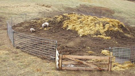 pigs turning compost Composting Pig Manure, Pig Shelter, Raising Farm Animals, How To Make Compost, Pig Pen, Farm Plans, Composting, Farm Life, Garden Bridge