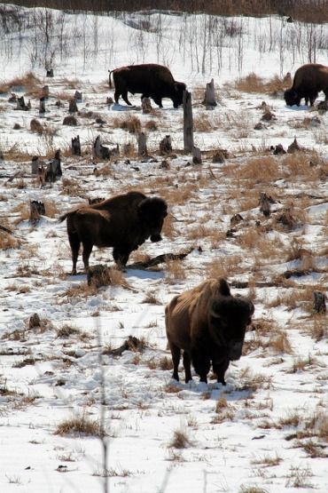 Elk Island National Park, Alberta Alberta Winter, Elk Island National Park, Useful Facts, Edmonton Canada, Canada Trip, Beautiful Canada, Parks Canada, American Bison, Canada Road Trip