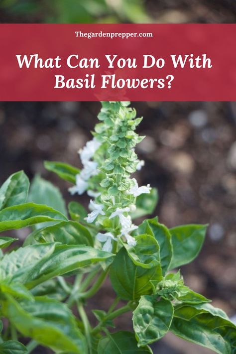 what can you do with basil flowers Basil Ideas, Basil Flowers, Herb Witch, Preserving Basil, Preserve Herbs, Witchy Herbs, Drying Fresh Herbs, Farming Lifestyle, Herb Growing