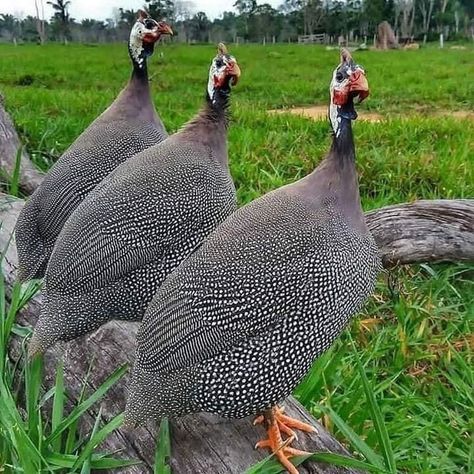 Guinea Fowl Art, Jungle Animals Pictures, Birds Photography Nature, Animal Traps, Chicken Bird, Backyard Chicken Farming, Beautiful Chickens, Guinea Fowl, Chinese Chicken