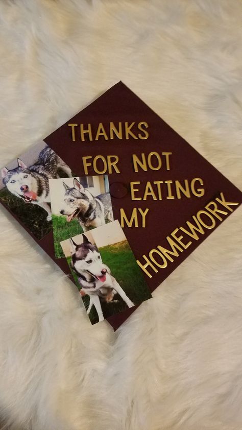 Graduation cap for my cute dog Grad Cap Ideas Dog, Deadpool Graduation Cap, Pet Graduation Cap, Wrestling Graduation Cap Ideas, Dog Graduation Cap Ideas, Graduation Cap Designs Horror, Graduation Cap Designs Dog, Vet Tech Graduation Cap Ideas, Vet School Graduation Cap