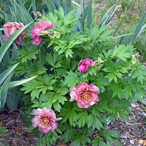 Southern Peony: 2019 Intersectional Peony 'Magical Mystery Tour' Has 8 Blooms in First Year! The Magical Mystery Tour, Itoh Peonies, Magical Mystery Tour, Planting Peonies, Peony Root, Dramatic Fashion, Growing Peonies, Root System, Planting Seeds