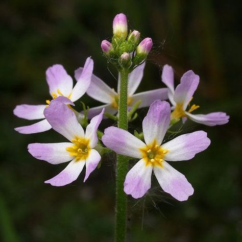 Water Violet - Bach Flower remedy Hottonia Palustris, Mulch Around Trees, Water Violet, Planting Marigolds, Healing Flowers, Bach Flowers, Flower Remedies, Bach Flower Remedies, Quiet People