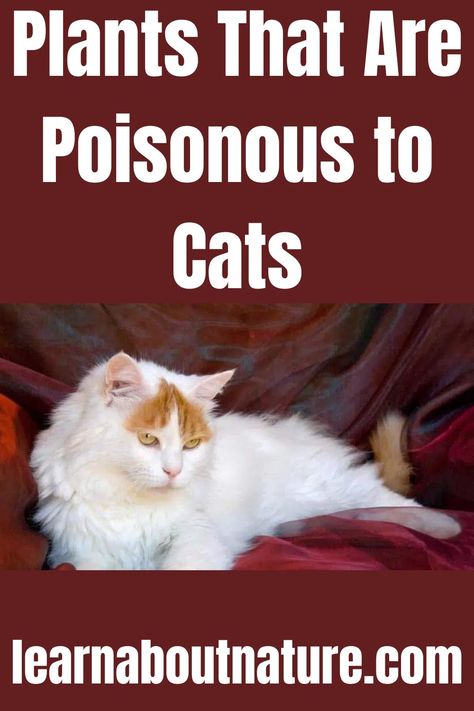 Plants That Are Poisonous to Cats House Plants Poisonous To Cats, Plants Poisonous To Cats, Wondering Jew Plant, Nature Website, Wondering Jew, Purple Heart Plant, Crown Of Thorns Plant, Toxic Plants For Cats, Devils Ivy