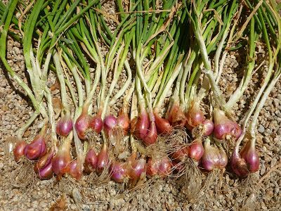 Harvesting Potatoes, Wild Onions, Go Browns, Potato Onion, Weird Plants, Permaculture Gardening, Summer Plants, Desert Garden, Onion Recipes