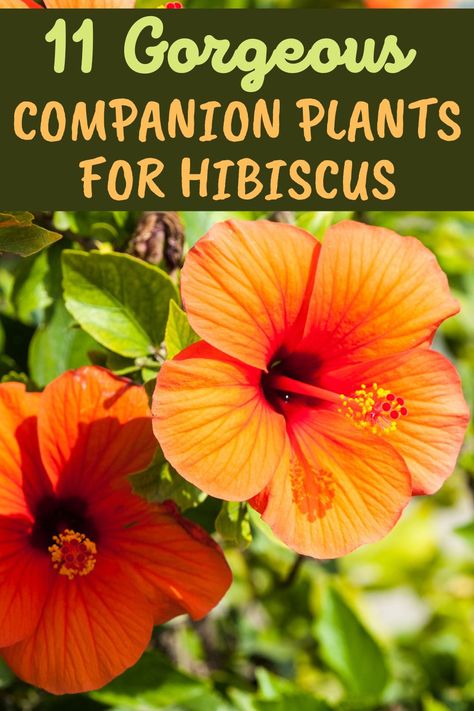 Hibiscus Planters Container Garden, Hibiscus Container Garden, Hibiscus Flower Garden Ideas, Potted Hibiscus Tree, Hibiscus Flower Landscaping Ideas, Hibiscus Flower Bed Ideas, Hibiscus In Landscaping, Hibiscus Container Ideas, Hardy Hibiscus Landscaping