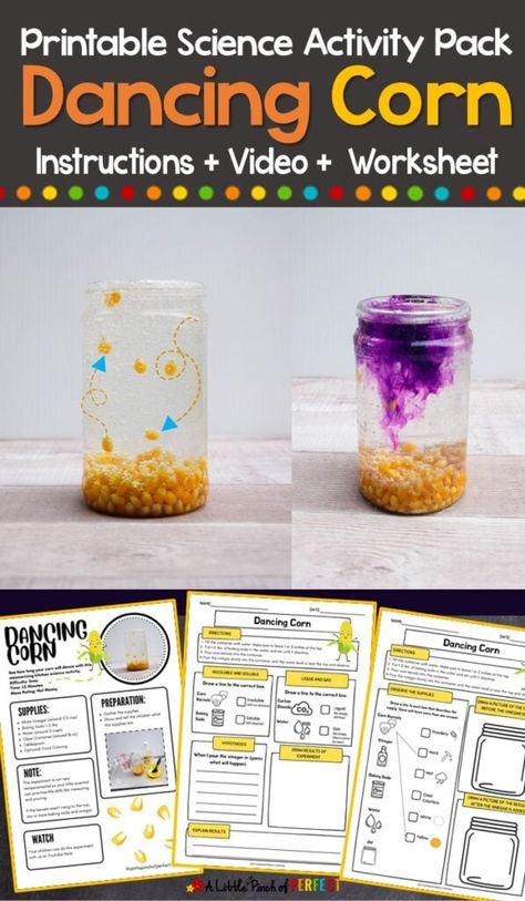 Dancing Corn Science Experiment - Dancing Corn Experiment, Corn Science Experiment, Dancing Corn, Science Project Board, Science Experiments Kids Easy, Elementary Stem Activities, Fall Science, Baking Soda And Vinegar, Thanksgiving Time