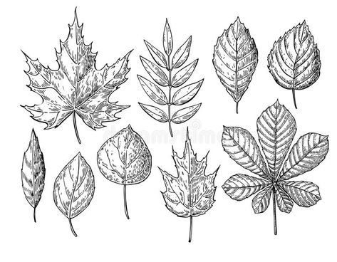 Sketches Objects, Rapid Sketches, Leaf Drawing Easy, Fall Leaves Drawing, Seed Illustration, Autumn Drawing, Drawing Leaves, Leaves Sketch, Seasonal Decor Fall