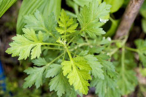 Artemisia annua, also known as sweet annie or sweet wormwood, is a type of wormwood endemic to the temperate regions ... Sweet Wormwood, Artemisia Annua, Improve Kidney Function, Human Lungs, Sweet Annie, Cell Line, In Vitro, Viral Infection, Aromatic Herbs