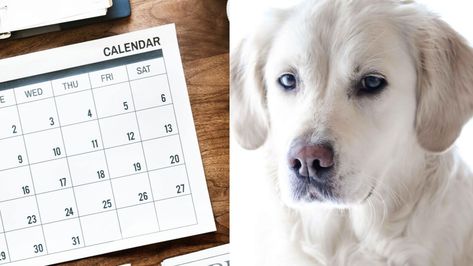 Find out what dog breed you are based on your birth month! Based On Your Birth Month, Anatolian Shepherd, What Dogs, English Cocker Spaniel, Feeling Trapped, English Springer, Feeling Insecure, Staffordshire Bull Terrier, Life Is An Adventure