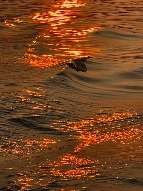 Gold Ocean Aesthetic, Golden Hour Beach Aesthetic, Ocean Aesthetic Horizontal, Sea Horizontal, Beach Golden Hour, Ocean Golden Hour, Beach Sunset Wallpaper, Sunset Wallpaper, Bday Girl