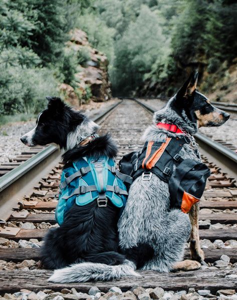 Dog Hiking Aesthetic, Dogs Camping, Hiking With Dogs, Pack Of Dogs, Hiking Dog, Dog Hiking, Camping Dog, Fit Dogs, Adventure Dog