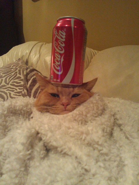 �That�s the last time I�ll ask you to hand me a Coke.� | 17 Cats Who Won't Be Doing That Again Giving Up On Life, Apple Products, Beautiful Cats, Cat Day, Coca Cola, Animal Pictures, A Table, Feline, Funny Pictures