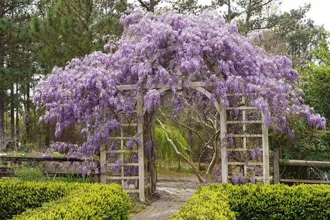 Grow a Wisteria Archway with These Types That Won’t Take Over Wisteria Arch Garden, Wisteria Archway, Wisteria Canopy, Wisteria Arch, Wisteria Tunnel, Wisteria Trellis, Wisteria Arbor, American Wisteria, Wisteria Plant