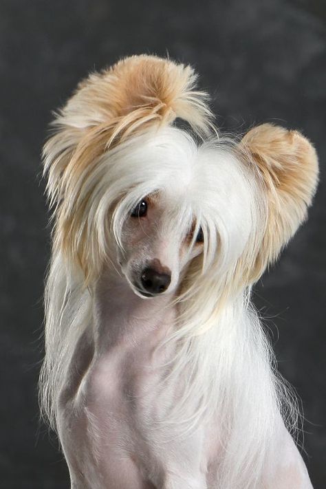 Andrey Ershov publish photo Chinese Crested Puppy, Hairless Dog, Chinese Crested Dog, Chinese Crested, Animal Memes, Cuteness Overload, Mans Best Friend, Dog Toys, Small Dogs