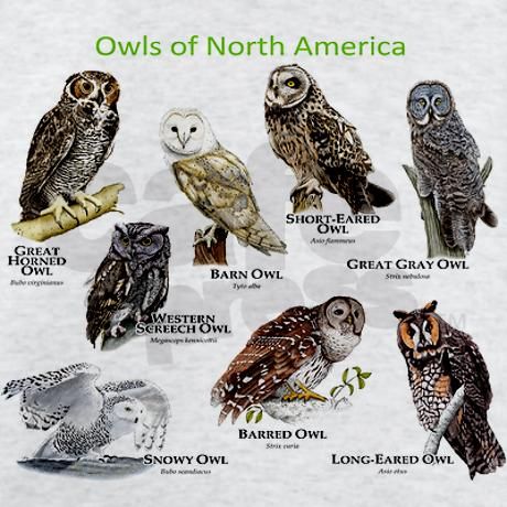 Owl Types, Owls Species, Great Horned Owl Spiritual Meaning, Northern Saw Whet Owl, Owls Of North America, Baby Tortoise, Short Eared Owl, Long Eared Owl, Bird Identification