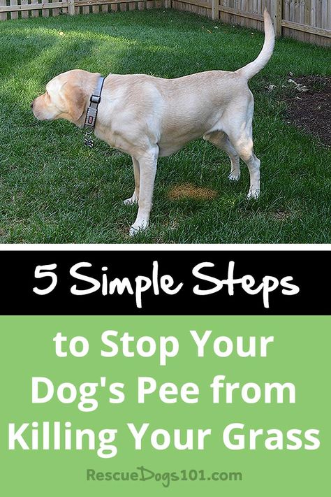 5 Simple Ways to Stop Your Dog's Pee from Killing Your Grass #doghealthtips #doghealth #doghealthwellness #dog #dogadopt #dogadoption #adoptadog #dogstuff #cuteanimals #dogstuff #puppy #puppylove Dog Minding, Dog Urine, Dog Training Classes, Dog Pee, Dog Brain, Bad Behavior, Dog Hacks, Training Your Puppy, Dog Obedience